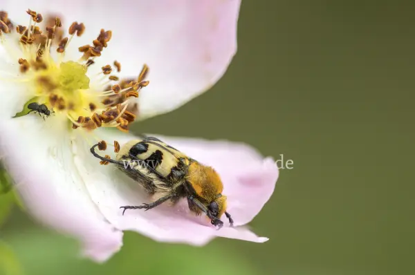 Fokus-Natur Bild