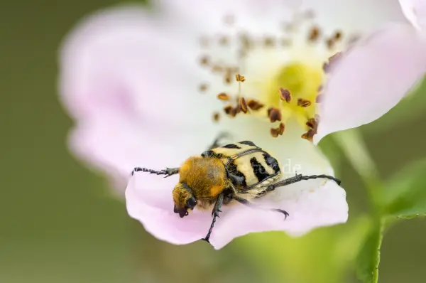 Fokus-Natur Bild