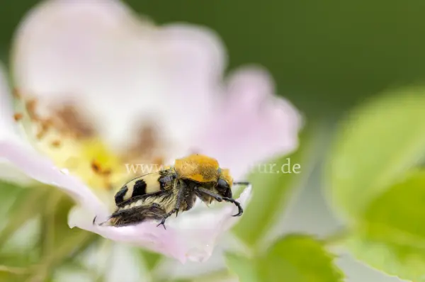 Fokus-Natur Bild