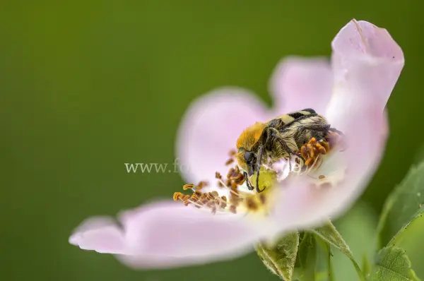 Fokus-Natur Bild