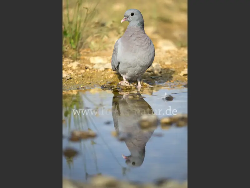 27175