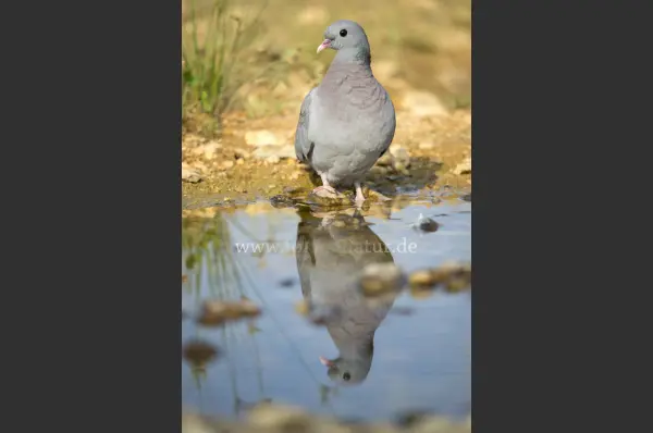 Fokus-Natur Bild