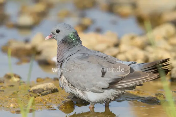 Fokus-Natur Bild
