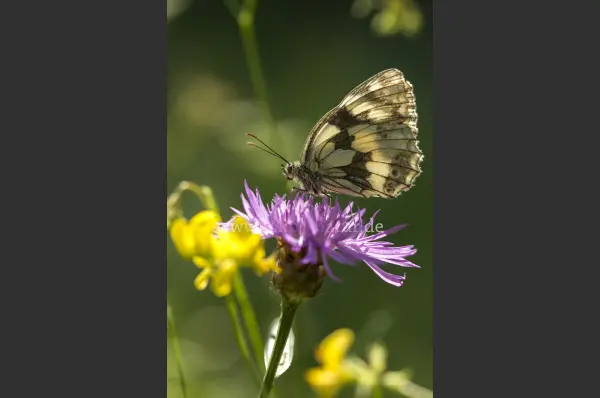 Fokus-Natur Bild