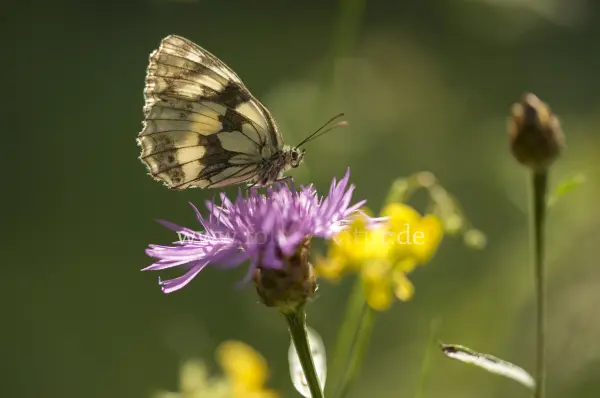 Fokus-Natur Bild