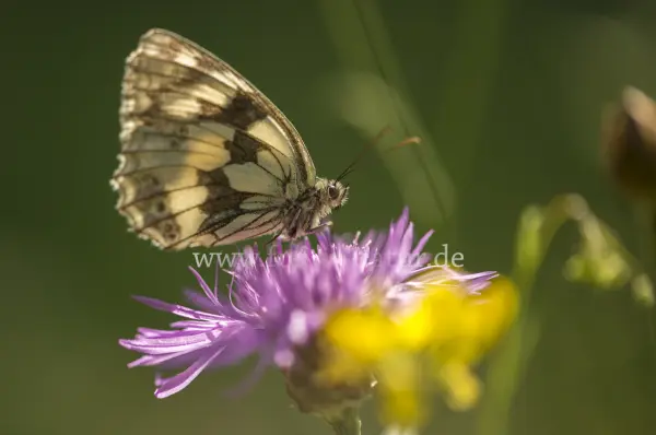 Fokus-Natur Bild
