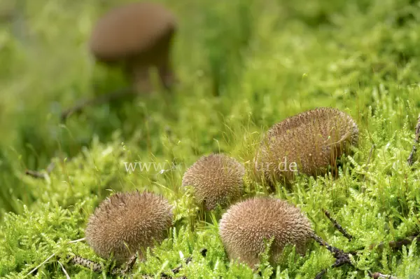 Fokus-Natur Bild