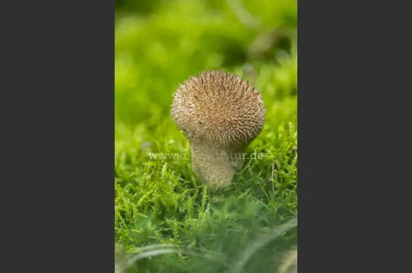 Fokus-Natur Bild
