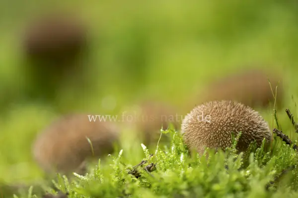 Fokus-Natur Bild