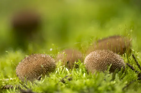 Fokus-Natur Bild