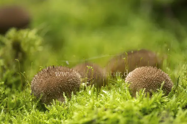 Fokus-Natur Bild