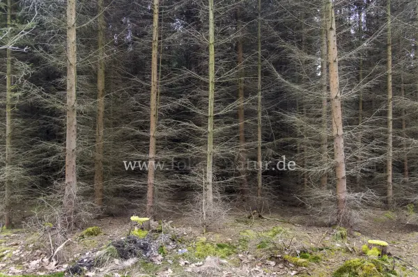 Fokus-Natur Bild