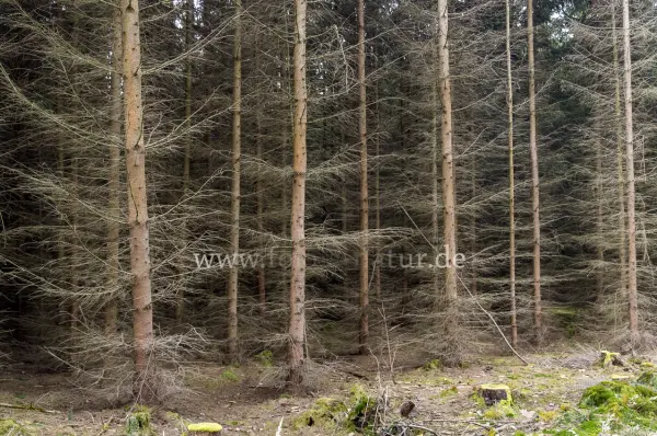 Fokus-Natur Bild