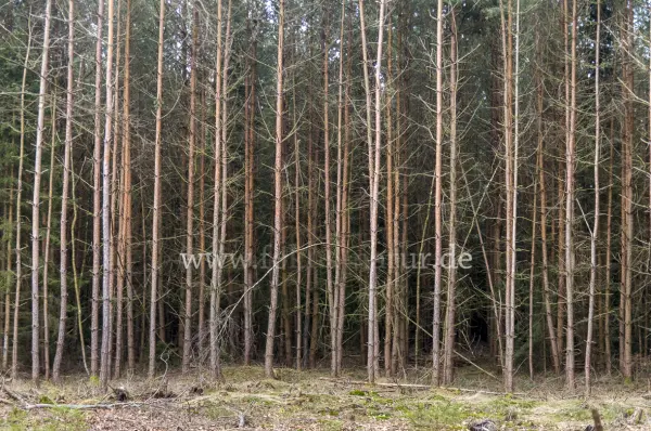 Fokus-Natur Bild