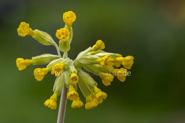 Fokus-Natur Bild