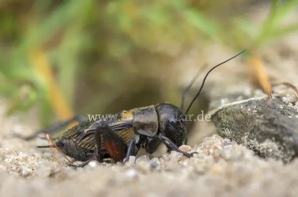 Fokus-Natur Bild