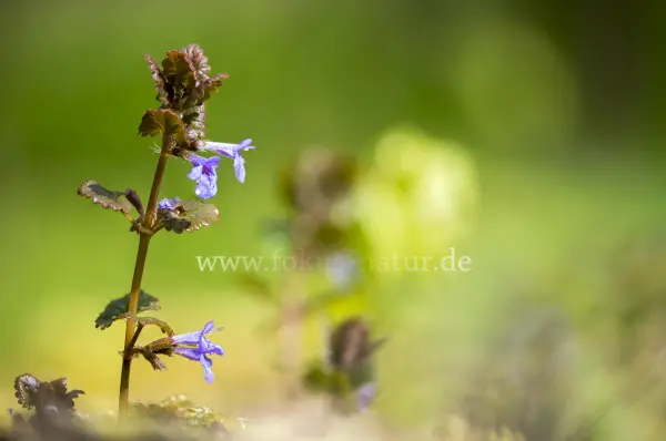Fokus-Natur Bild