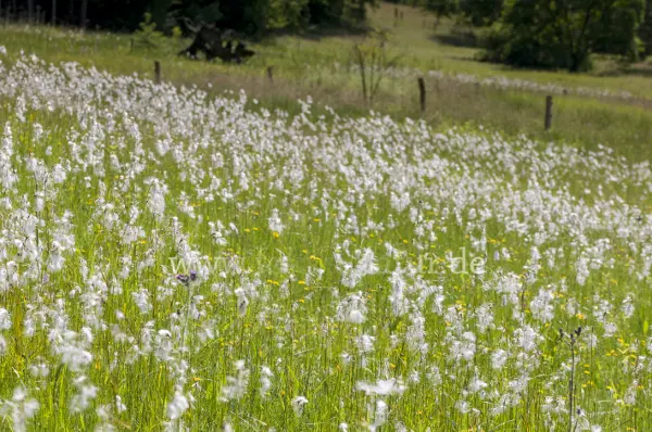 Fokus-Natur Bild