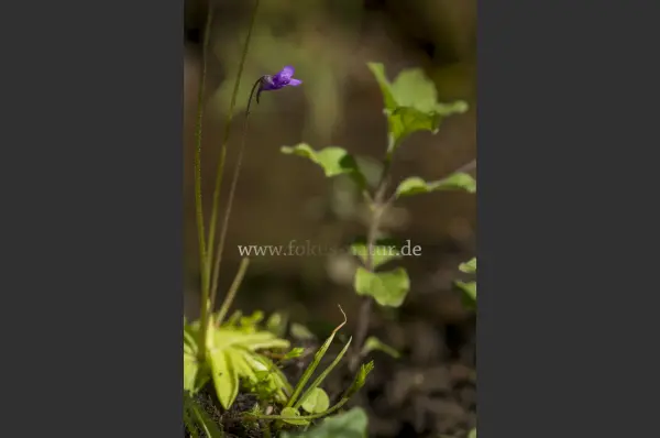 Fokus-Natur Bild