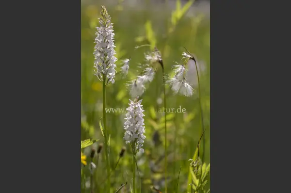 Fokus-Natur Bild