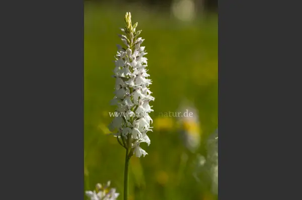 Fokus-Natur Bild
