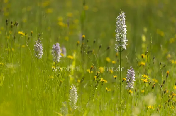 Fokus-Natur Bild