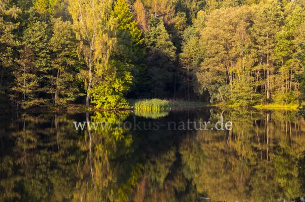 Fokus-Natur Bild