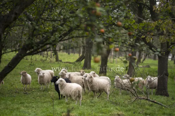 Fokus-Natur Bild