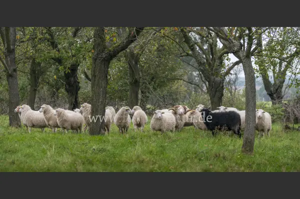 Fokus-Natur Bild