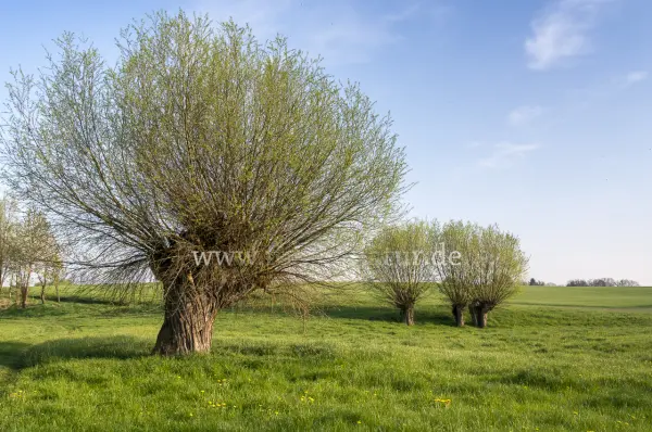 Fokus-Natur Bild