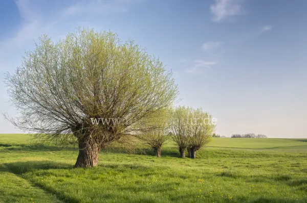 Fokus-Natur Bild