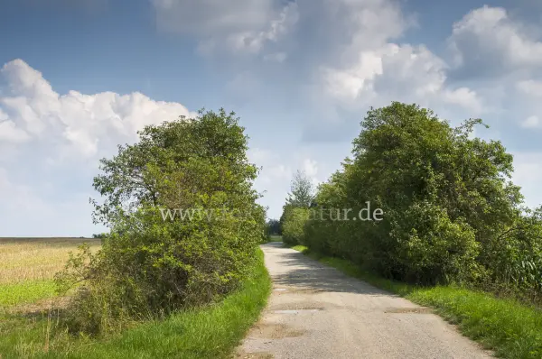 Fokus-Natur Bild