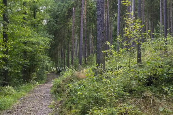 Fokus-Natur Bild