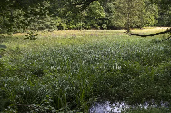 Fokus-Natur Bild