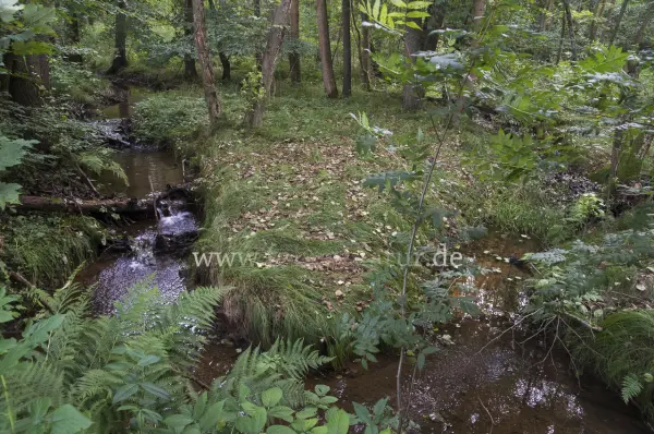 Fokus-Natur Bild