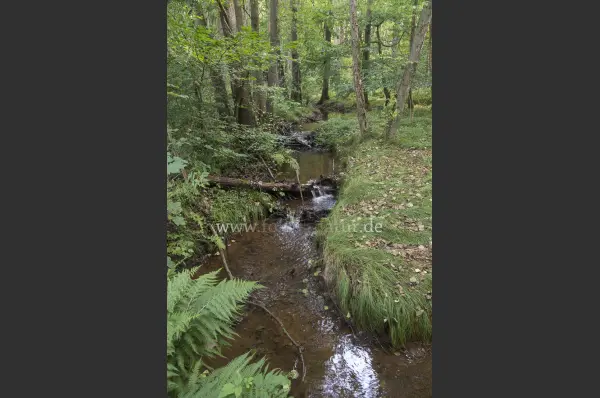 Fokus-Natur Bild