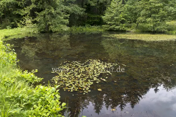 Fokus-Natur Bild