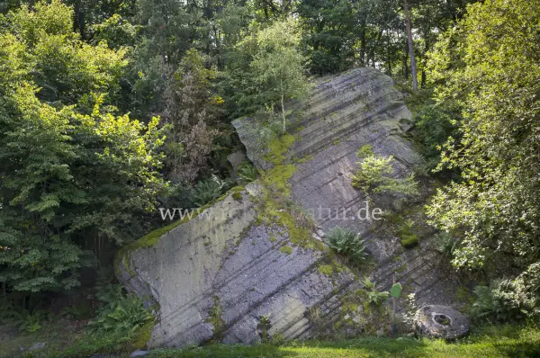 Fokus-Natur Bild