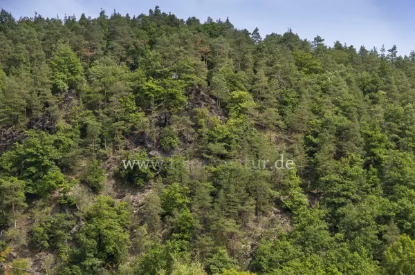 Fokus-Natur Bild