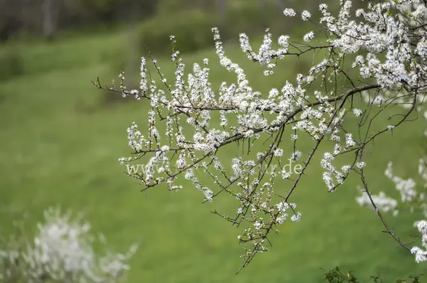 Fokus-Natur Bild
