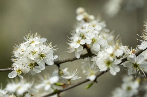 Fokus-Natur Bild