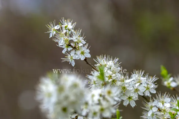 Fokus-Natur Bild