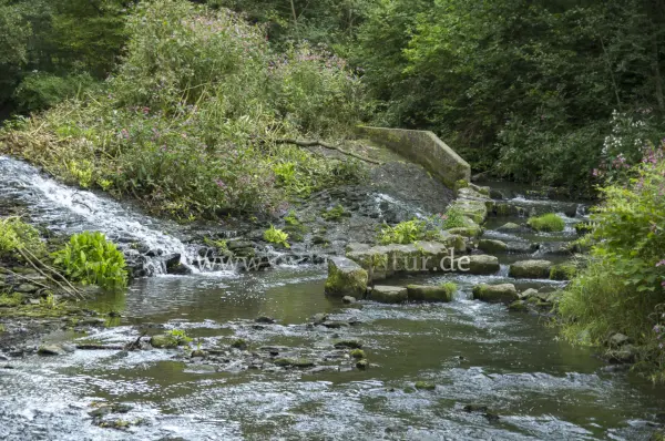 Fokus-Natur Bild