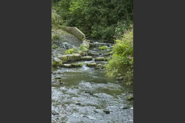 Fokus-Natur Bild