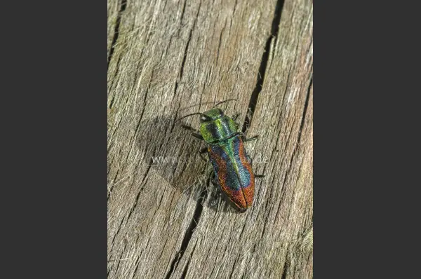 Fokus-Natur Bild