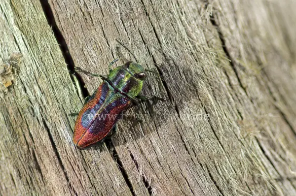 Fokus-Natur Bild