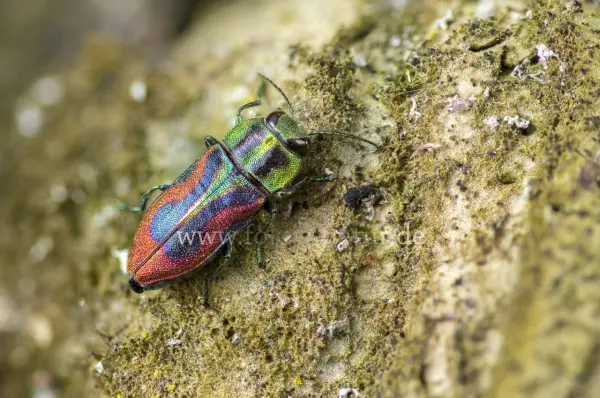 Fokus-Natur Bild
