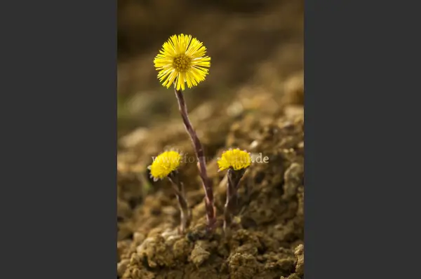 Fokus-Natur Bild