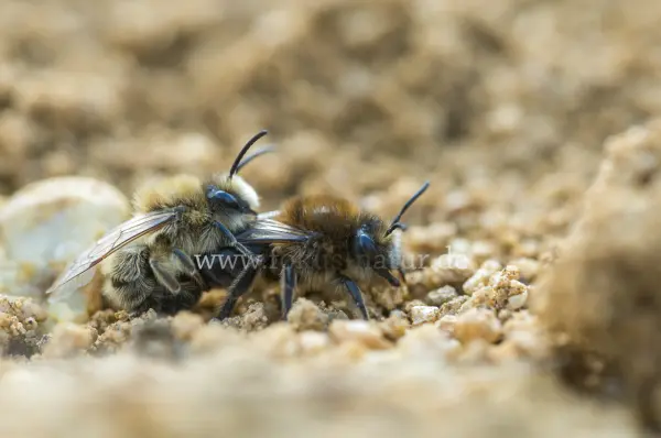 Fokus-Natur Bild