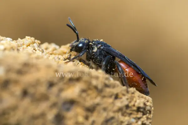 Fokus-Natur Bild